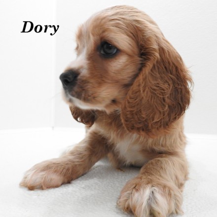 puppy, for, sale, Cockilier, Joe & Cherri  Overlease, dog, breeder, Miller, MO, dog-breeder, puppy-for-sale, forsale, nearby, find, puppyfind, locator, puppylocator, aca